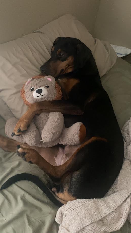 After more than a year in shelter, Bianca waits for a family