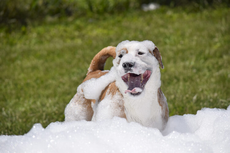 Foamy fun | News, Sports, Jobs - Messenger News - Vimarsana News
