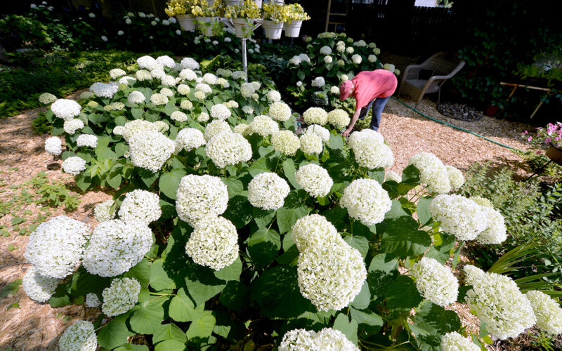 Tour will highlight work of local gardeners | News, Sports, Jobs - Vimarsana News