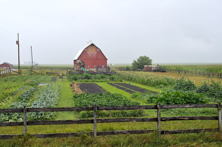 Farm fresh, chemical free | News, Sports, Jobs - Vimarsana News