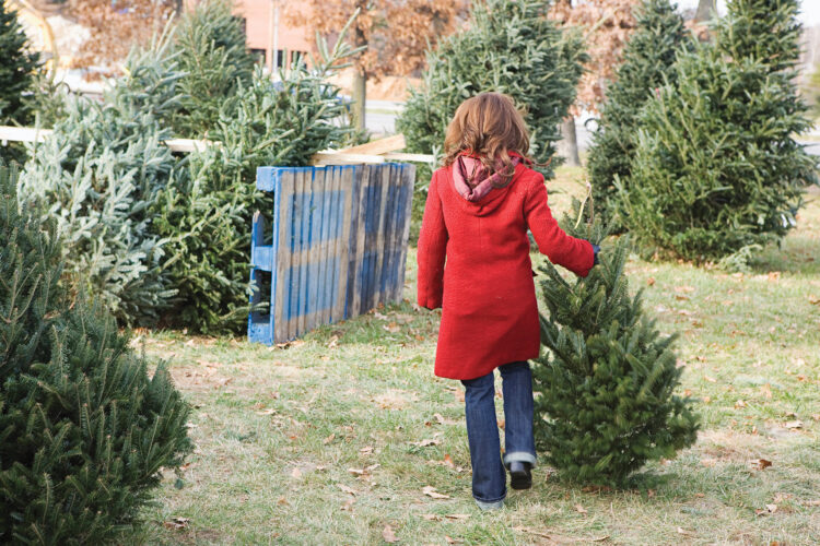 Tis the season to pick a tree | News, Sports, Jobs - Vimarsana News