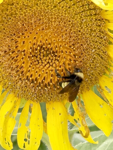 More than a field of sunflowers
