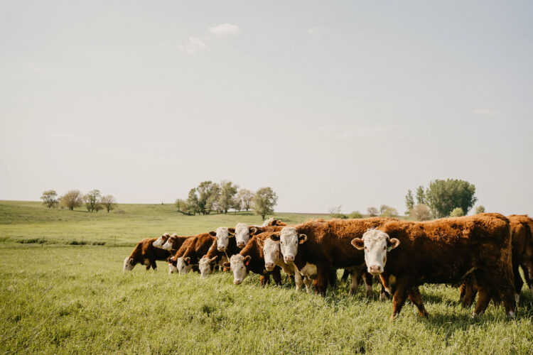 Raising beef the natural way