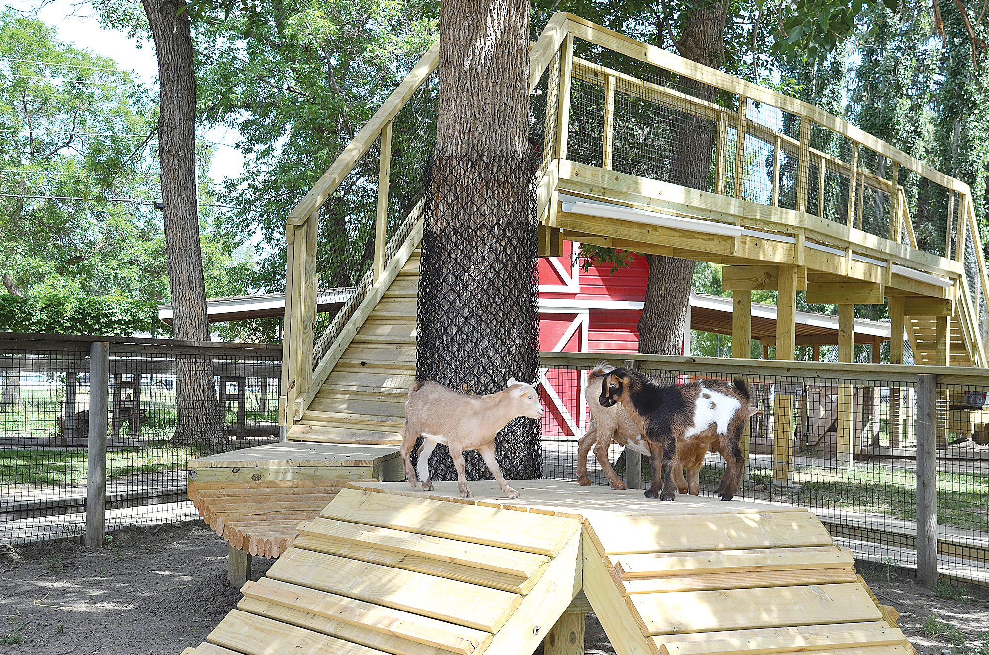 New habitat and bridge for miniature goats News, Sports, Jobs Minot