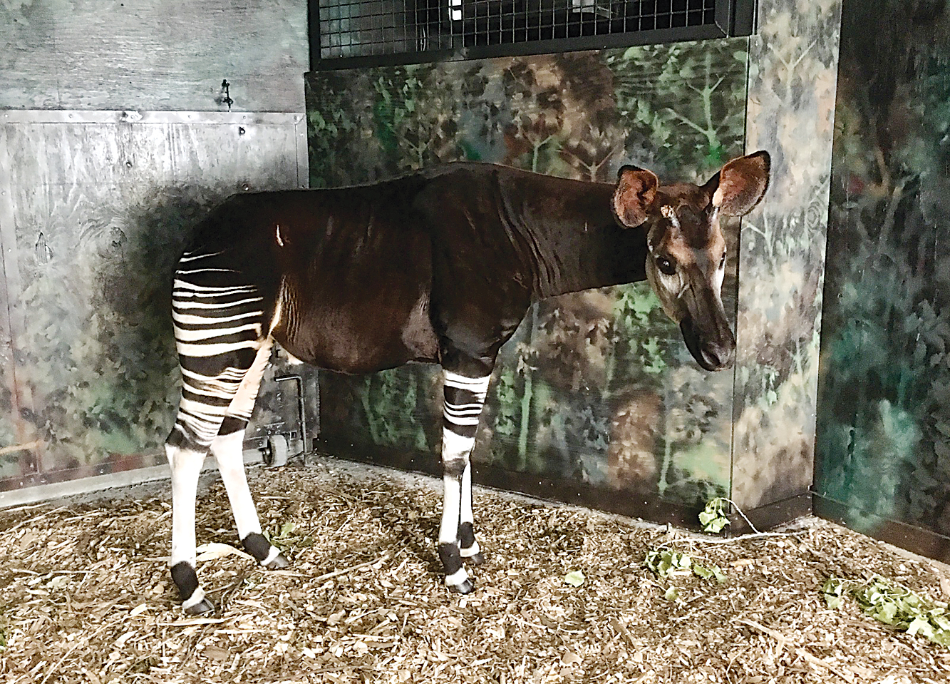Okapi arrives at Roosevelt Park Zoo News, Sports, Jobs Minot Daily News