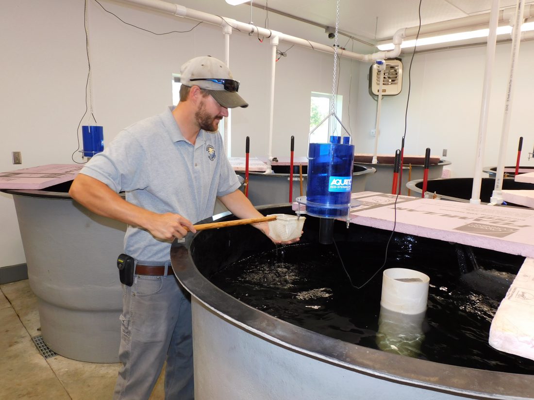 Fish hatchery raising burbot, muskellunge to meet stocking requests