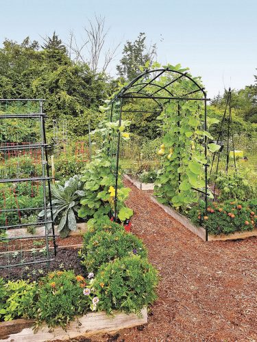 Planning and designing a productive vegetable garden | News, Sports, Jobs - Vimarsana News