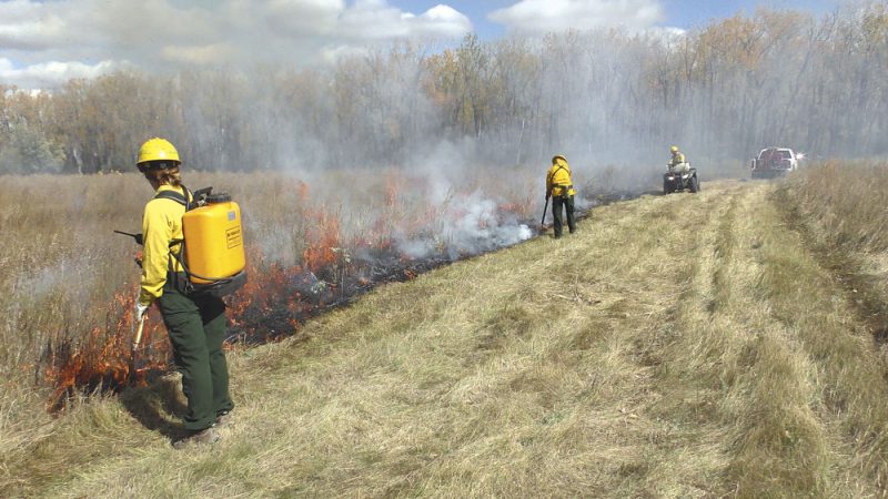 Co-op sparks interest in fire to improve N.D. grasslands for cattle, wildlife | News, Sports, Jobs - Vimarsana News