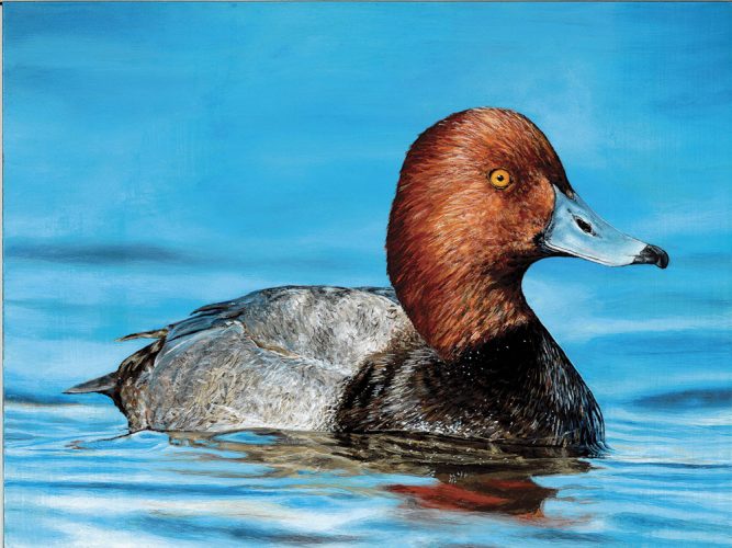 Junior duck stamp winner chosen | News, Sports, Jobs - Vimarsana News