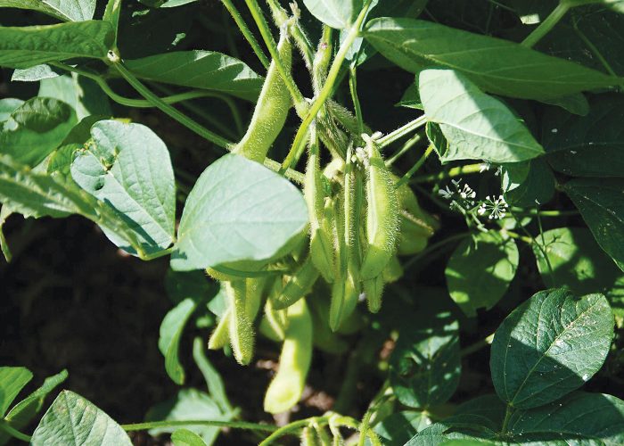 Grow Edamame for Better Health and Nutrition | News, Sports, Jobs - Vimarsana News