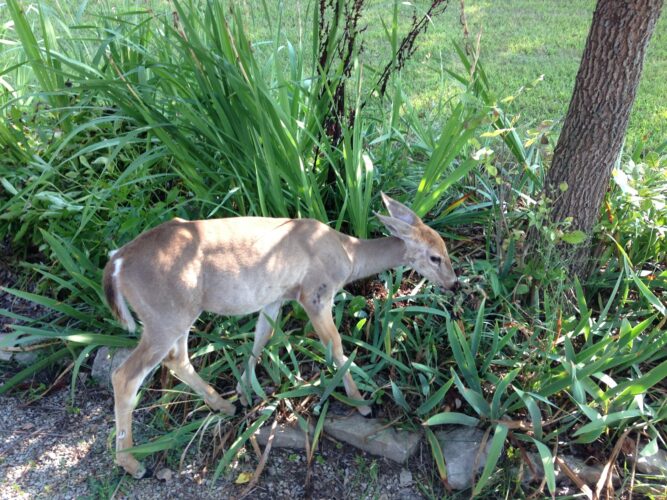 Design a deer-resistant garden without the fence | News, Sports, Jobs - Vimarsana News