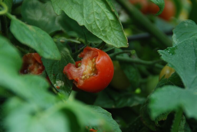 Who's dining in my garden? | News, Sports, Jobs - Vimarsana News