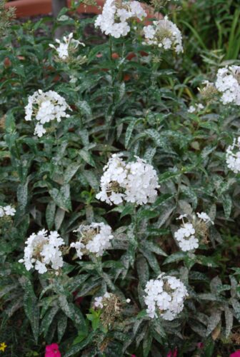 Managing insects and diseases in the garden | News, Sports, Jobs - Vimarsana News