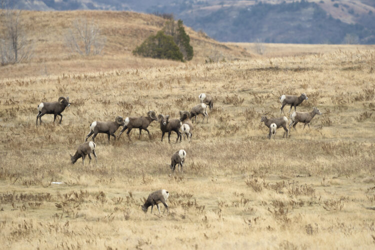 ND Outdoors: ND bighorn sheep population at record numbers again | News, Sports, Jobs - Vimarsana News