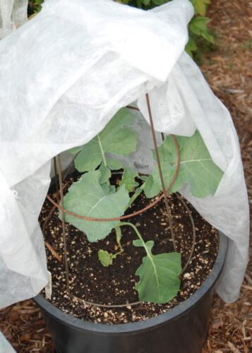 Plant now for a bountiful fall harvest | News, Sports, Jobs - Vimarsana News