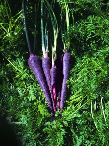 Carrots: A healthy snack you can grow | News, Sports, Jobs - Vimarsana News