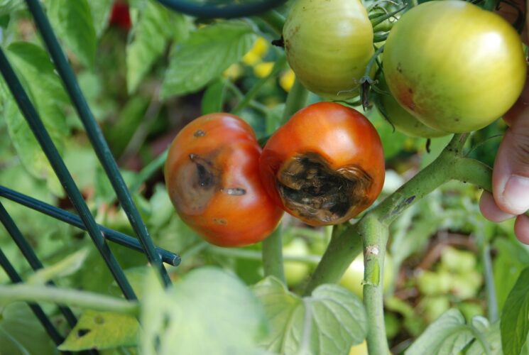 Tomato troubles need special attention | News, Sports, Jobs - Vimarsana News