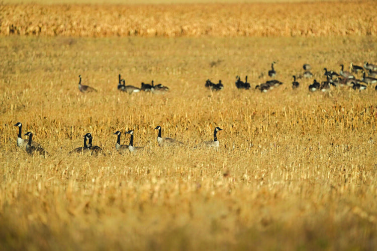 Early goose season provides August hunting opportunities | News, Sports, Jobs - Vimarsana News