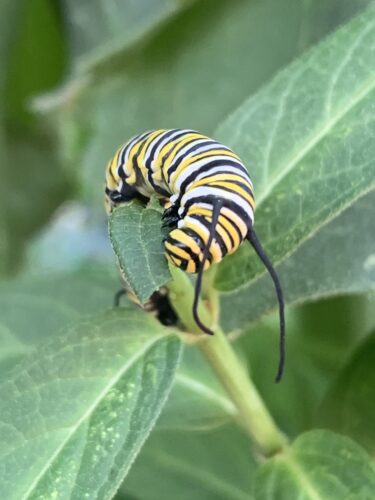 Flutter Fest set for Sunday at zoo | News, Sports, Jobs - Vimarsana News