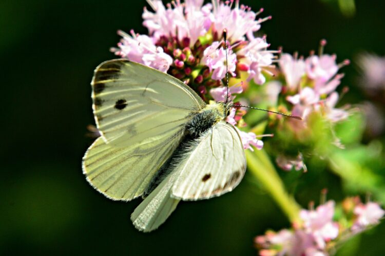 What are these white butterflies? | News, Sports, Jobs - Vimarsana News