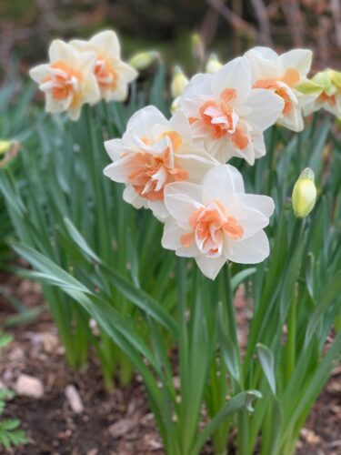 Daffodils with a difference | News, Sports, Jobs - Vimarsana News