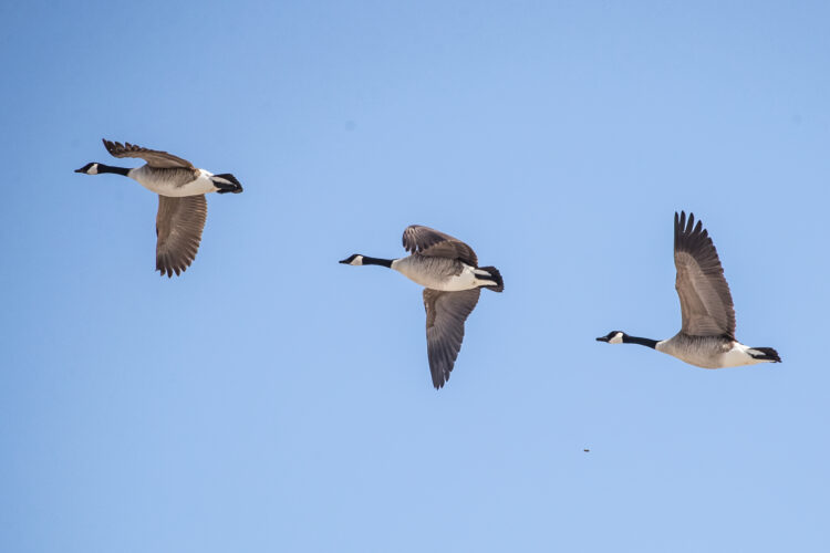 NORTH DAKOTA OUTDOORS: Hunters' understanding of harvest information program important | News, Sports, Jobs - Vimarsana News