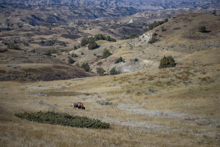 North Dakotans take part in Ken Burns' new 'The American Buffalo' documentary | News, Sports, Jobs - Vimarsana News