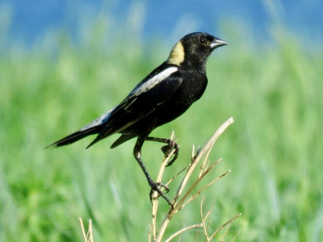 Study: Biofuel crop expansion contributes to loss of grassland birds | News, Sports, Jobs - Vimarsana News