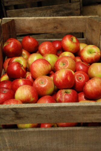 Enjoy apples for months to come | News, Sports, Jobs - Vimarsana News