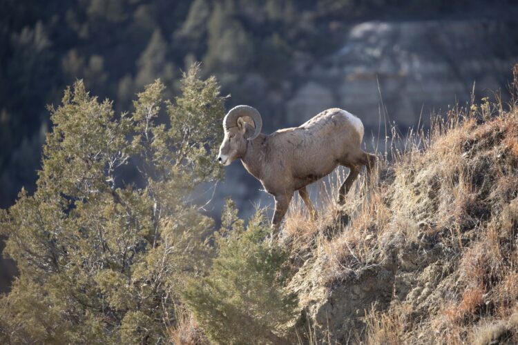 North Dakota Outdoors: Bighorn sheep numbers in western ND on rise | News, Sports, Jobs - Vimarsana News