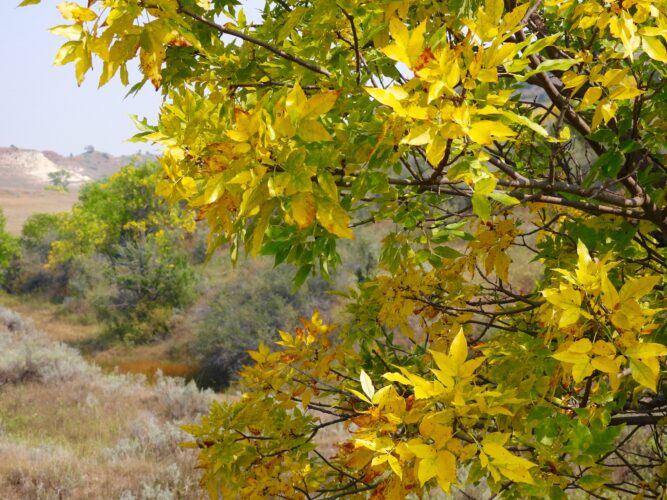 Friluftsliv: ND forest bathing offers sensory benefits | News, Sports, Jobs - Vimarsana News