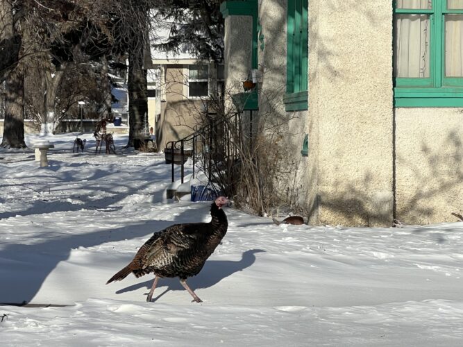 Wind chill advisory remains in effect | News, Sports, Jobs - Vimarsana News
