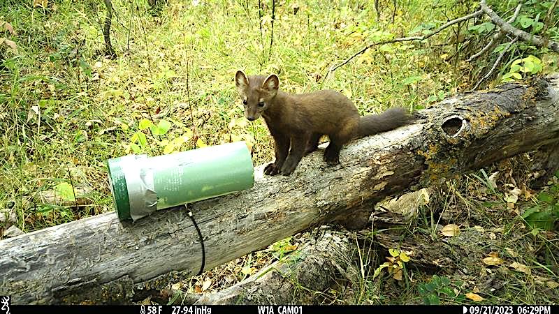 North Dakota Outdoors: Research project focuses on mystery of martens | News, Sports, Jobs - Vimarsana News