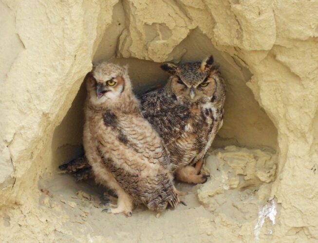 Friluftsliv: Becoming a bit of a 'birder' | News, Sports, Jobs - Vimarsana News