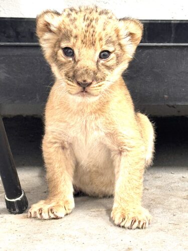 First lion cub born at zoo since 1980 | News, Sports, Jobs - Vimarsana News