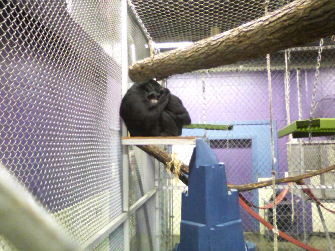 Zoo News: We sometimes forget how special life is | News, Sports, Jobs - Vimarsana News