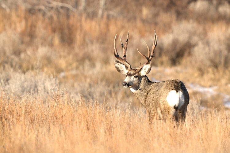 North Dakota Outdoors: Lottery system balances opportunity | News, Sports, Jobs - Vimarsana News