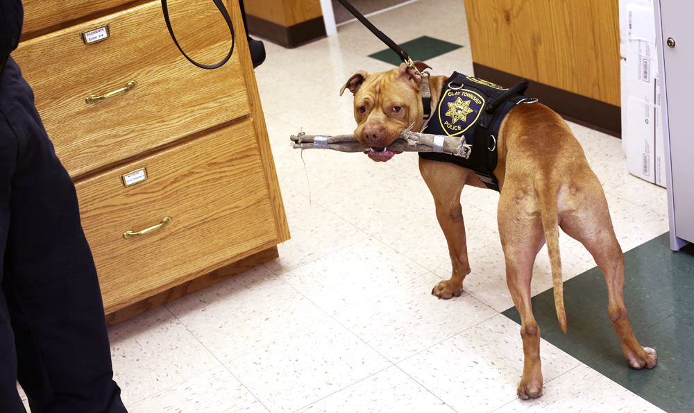 Ohio Force First To Hand K 9 Duties To Pit Bull News Sports Jobs