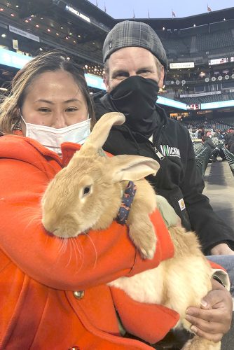 Ballpark bunny is an instant hit | News, Sports, Jobs - Vimarsana News