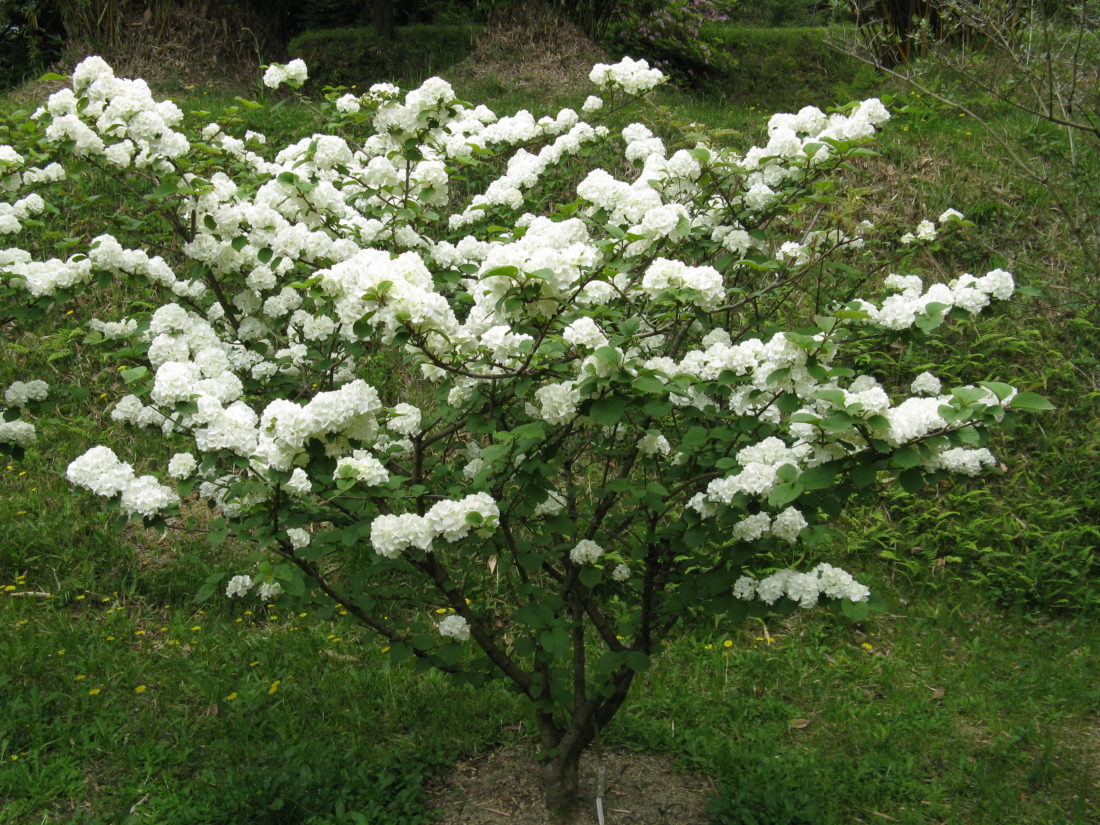 When To Prune Viburnum The Home Garden