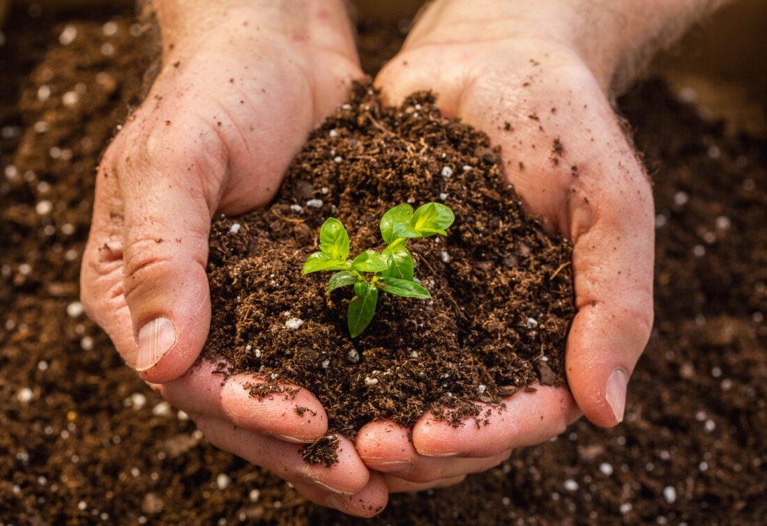 Backyard Gardener: Basil – the royal herb used as a symbol of love | News, Sports, Jobs - Vimarsana News
