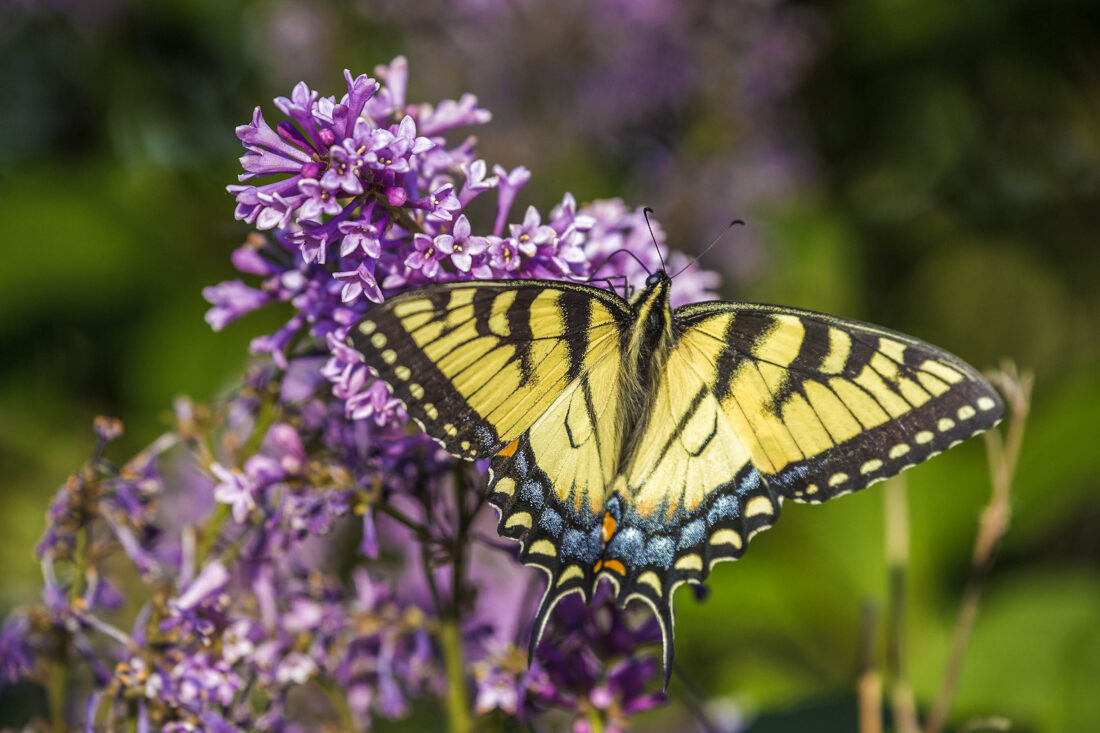 Backyard Gardener: Beautiful lilacs offer splash of color near Mother's Day | News, Sports, Jobs - Vimarsana News