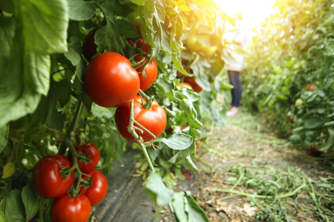 Backyard Gardener: It's time to plant tomatoes | News, Sports, Jobs - Vimarsana News