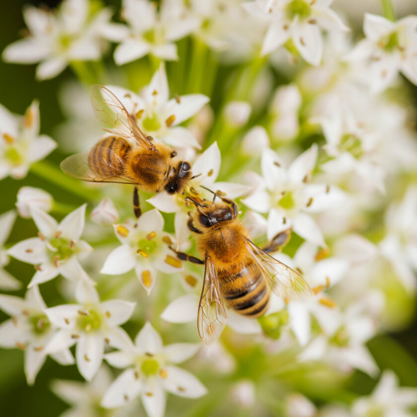 Backyard Gardener: Buzzwords – let's talk about pollination | News, Sports, Jobs - Vimarsana News