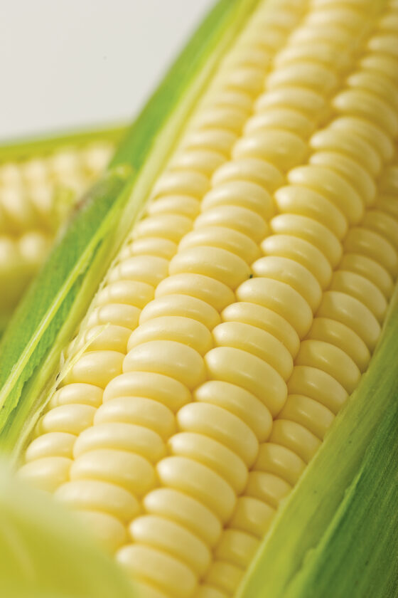Backyard Gardener: Sensational sweet corn | News, Sports, Jobs - Vimarsana News