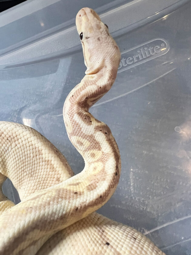 Two snakes unaccounted for after July 6 crash | News, Sports, Jobs - Vimarsana News