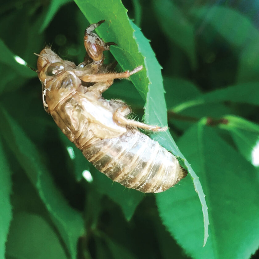 Backyard Gardener: Annual and periodical cicadas | News, Sports, Jobs - Vimarsana News