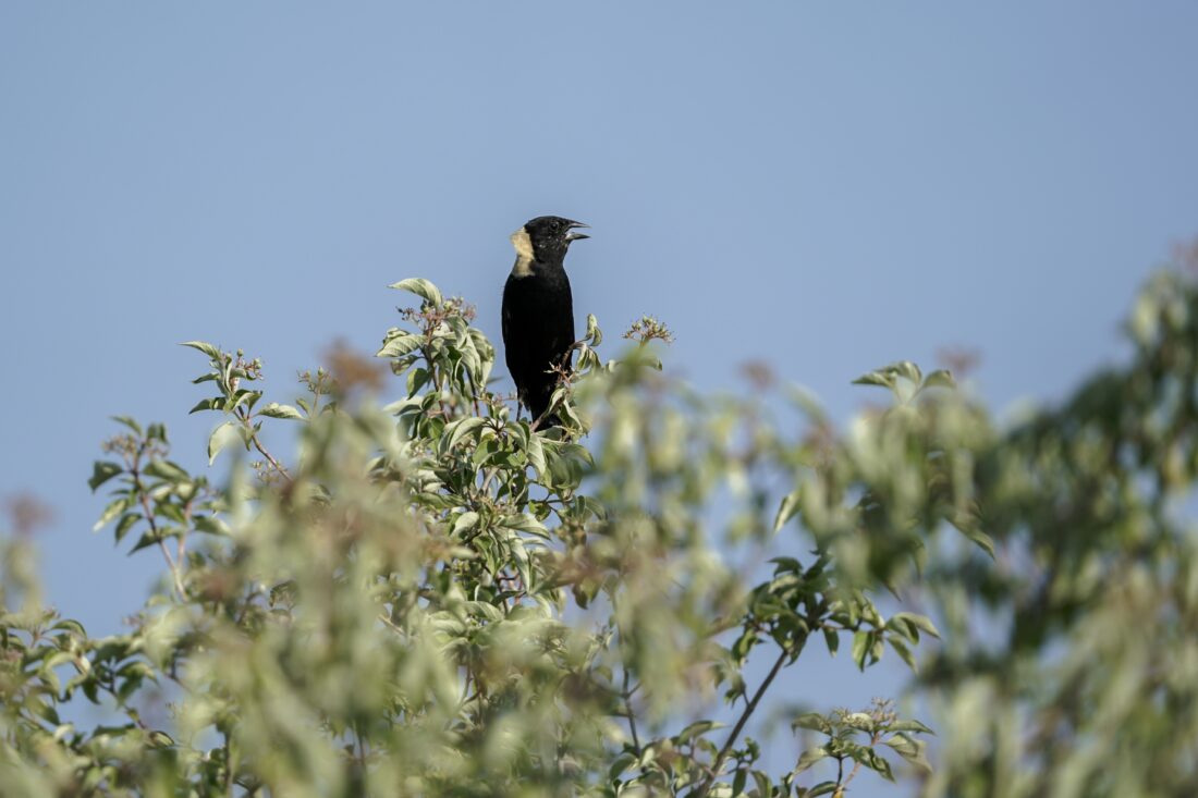 North American grassland birds in peril, spurring all-out effort to save birds and their habitat | News, Sports, Jobs - Vimarsana News