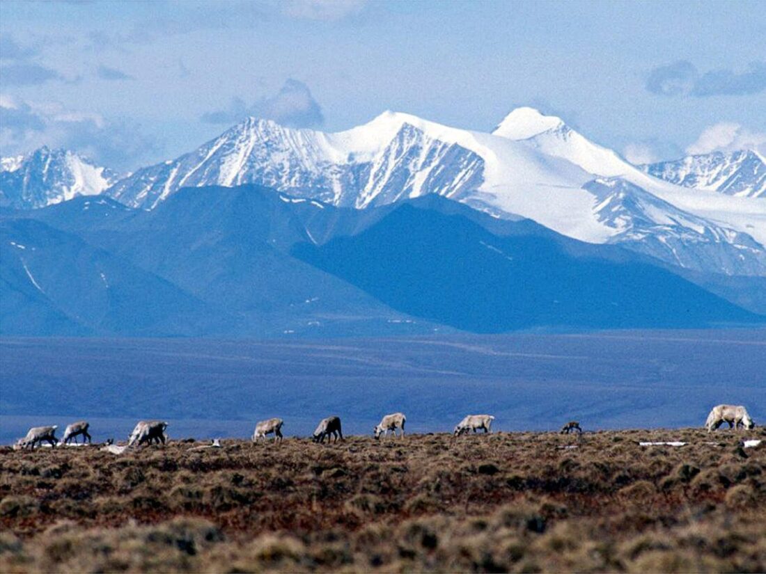 Biden administration cancels remaining oil and gas leases in Alaska's Arctic Refuge | News, Sports, Jobs - Vimarsana News