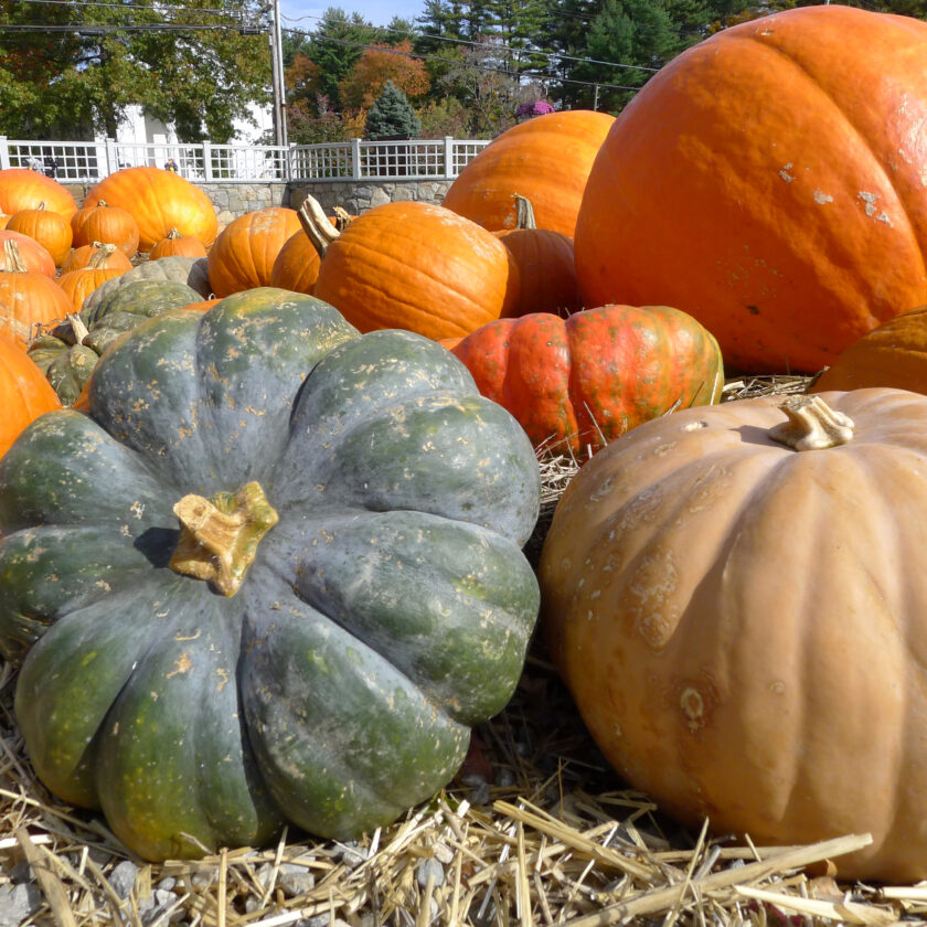 Backyard Gardener: Harvesting the perfect pumpkin | News, Sports, Jobs - Vimarsana News